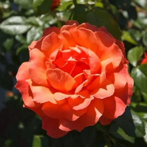 30+ Floribunda Rose Seeds - Perennial Flower Seeds for Garden Planting - Image 4