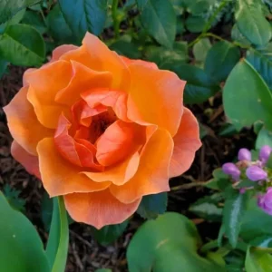 30+ Floribunda Rose Seeds - Perennial Flower Seeds for Garden Planting - Image 5