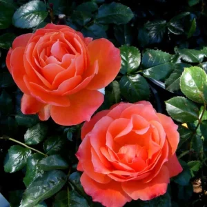 30+ Floribunda Rose Seeds - Perennial Flower Seeds for Garden Planting - Image 6
