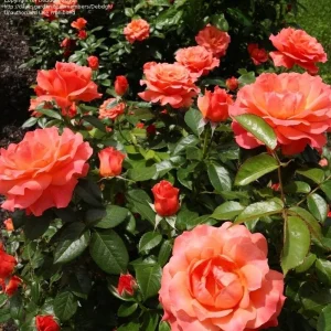 30+ Floribunda Rose Seeds - Perennial Flower Seeds for Garden Planting - Image 7
