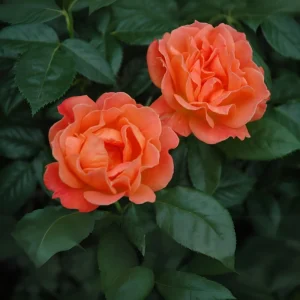 30+ Floribunda Rose Seeds - Perennial Flower Seeds for Garden Planting - Image 9