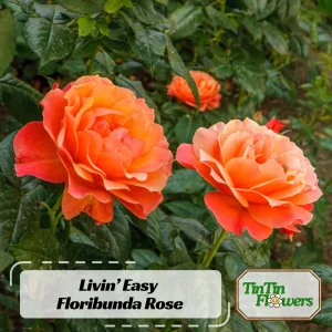 30+ Floribunda Rose Seeds - Perennial Flower Seeds for Garden Planting - Image 1