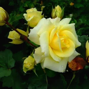 30+ Light Yellow Hybrid Tea Rose Seeds - Cold Hardy, Fragrant Blooms - Image 2