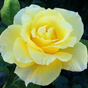 30+ Light Yellow Hybrid Tea Rose Seeds - Cold Hardy, Fragrant Blooms - Image 3