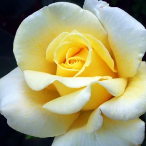 30+ Light Yellow Hybrid Tea Rose Seeds - Cold Hardy, Fragrant Blooms - Image 4