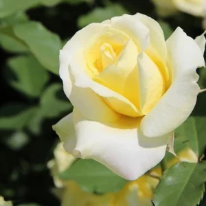 30+ Light Yellow Hybrid Tea Rose Seeds - Cold Hardy, Fragrant Blooms - Image 5