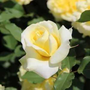 30+ Light Yellow Hybrid Tea Rose Seeds - Cold Hardy, Fragrant Blooms - Image 6