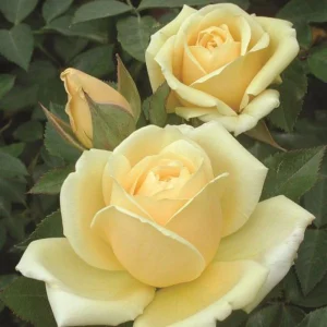 30+ Light Yellow Hybrid Tea Rose Seeds - Cold Hardy, Fragrant Blooms - Image 7
