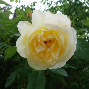 30+ Light Yellow Hybrid Tea Rose Seeds - Cold Hardy, Fragrant Blooms - Image 8
