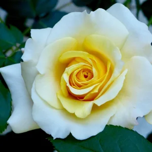 30+ Light Yellow Hybrid Tea Rose Seeds - Cold Hardy, Fragrant Blooms - Image 9