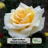 30+ Light Yellow Hybrid Tea Rose Seeds - Cold Hardy, Fragrant Blooms - Image 1
