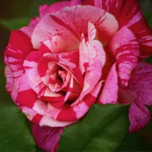 30+ Pink Dragon Rose Seeds - Perennial, Drought Resistant, Unique Blooms - Image 10