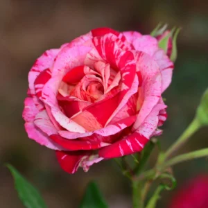 30+ Pink Dragon Rose Seeds - Perennial, Drought Resistant, Unique Blooms - Image 11