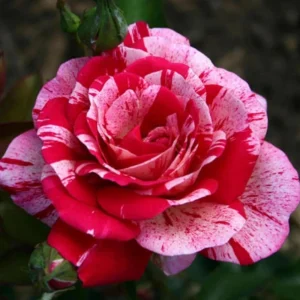 30+ Pink Dragon Rose Seeds - Perennial, Drought Resistant, Unique Blooms - Image 12