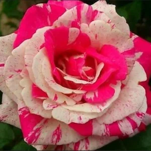 30+ Pink Dragon Rose Seeds - Perennial, Drought Resistant, Unique Blooms - Image 13
