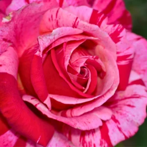 30+ Pink Dragon Rose Seeds - Perennial, Drought Resistant, Unique Blooms - Image 2