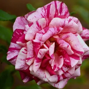 30+ Pink Dragon Rose Seeds - Perennial, Drought Resistant, Unique Blooms - Image 3