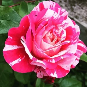 30+ Pink Dragon Rose Seeds - Perennial, Drought Resistant, Unique Blooms - Image 5