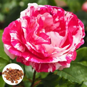 30+ Pink Dragon Rose Seeds - Perennial, Drought Resistant, Unique Blooms - Image 6