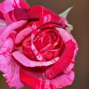 30+ Pink Dragon Rose Seeds - Perennial, Drought Resistant, Unique Blooms - Image 7