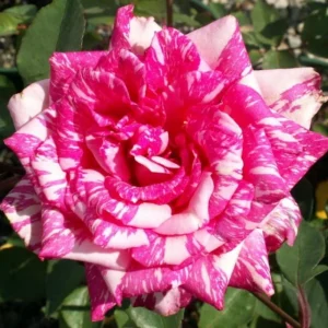30+ Pink Dragon Rose Seeds - Perennial, Drought Resistant, Unique Blooms - Image 8