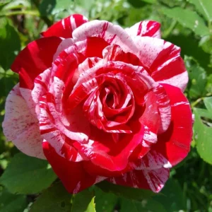 30+ Pink Dragon Rose Seeds - Perennial, Drought Resistant, Unique Blooms - Image 9