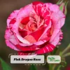 30+ Pink Dragon Rose Seeds - Perennial, Drought Resistant, Unique Blooms - Image 1