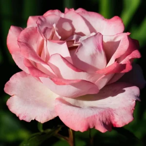 30+ White Pink Hybrid Tea Rose Seeds - Perennial Flower Seeds, Non-GMO - Image 11