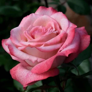 30+ White Pink Hybrid Tea Rose Seeds - Perennial Flower Seeds, Non-GMO - Image 12