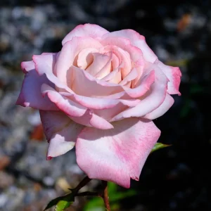 30+ White Pink Hybrid Tea Rose Seeds - Perennial Flower Seeds, Non-GMO - Image 13