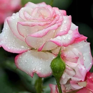 30+ White Pink Hybrid Tea Rose Seeds - Perennial Flower Seeds, Non-GMO - Image 14