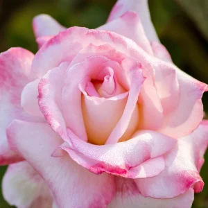 30+ White Pink Hybrid Tea Rose Seeds - Perennial Flower Seeds, Non-GMO - Image 15