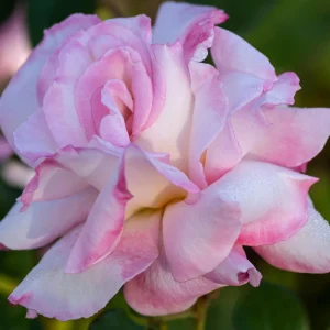 30+ White Pink Hybrid Tea Rose Seeds - Perennial Flower Seeds, Non-GMO - Image 16