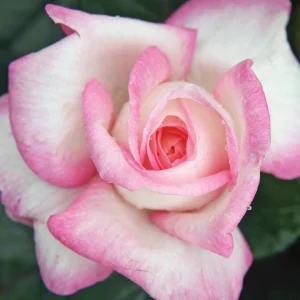 30+ White Pink Hybrid Tea Rose Seeds - Perennial Flower Seeds, Non-GMO - Image 17
