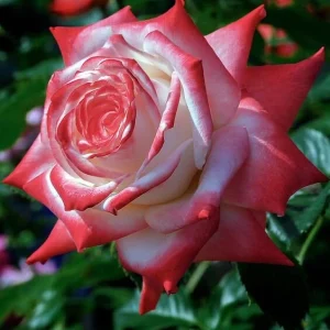 30+ White Pink Hybrid Tea Rose Seeds - Perennial Flower Seeds, Non-GMO - Image 2