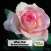 30+ White Pink Hybrid Tea Rose Seeds - Perennial Flower Seeds, Non-GMO - Image 1