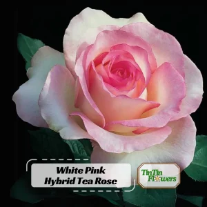 30+ White Pink Hybrid Tea Rose Seeds - Perennial Flower Seeds, Non-GMO - Image 1