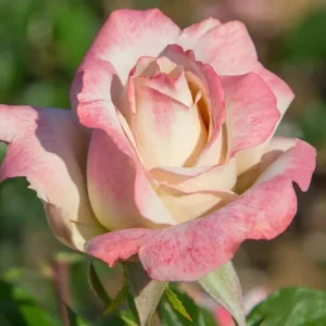 30+ White Pink Hybrid Tea Rose Seeds - Perennial Flower Seeds, Non-GMO - Image 3