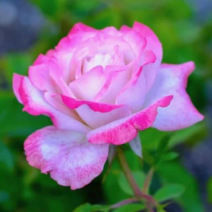 30+ White Pink Hybrid Tea Rose Seeds - Perennial Flower Seeds, Non-GMO - Image 4