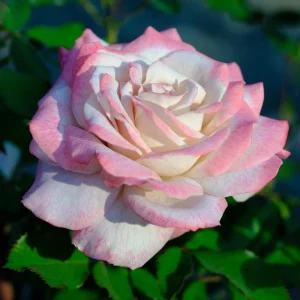 30+ White Pink Hybrid Tea Rose Seeds - Perennial Flower Seeds, Non-GMO - Image 5