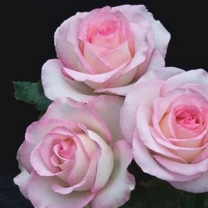 30+ White Pink Hybrid Tea Rose Seeds - Perennial Flower Seeds, Non-GMO - Image 9