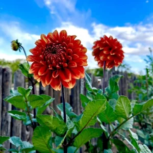 40+ Lowrider Dahlia Seeds Mix - Pollinator Friendly, Heirloom Flower Seeds - Image 10
