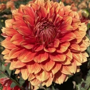 40+ Lowrider Dahlia Seeds Mix - Pollinator Friendly, Heirloom Flower Seeds - Image 11
