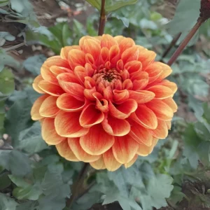 40+ Lowrider Dahlia Seeds Mix - Pollinator Friendly, Heirloom Flower Seeds - Image 12
