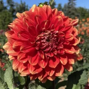 40+ Lowrider Dahlia Seeds Mix - Pollinator Friendly, Heirloom Flower Seeds - Image 13