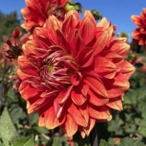 40+ Lowrider Dahlia Seeds Mix - Pollinator Friendly, Heirloom Flower Seeds - Image 14