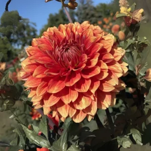 40+ Lowrider Dahlia Seeds Mix - Pollinator Friendly, Heirloom Flower Seeds - Image 15
