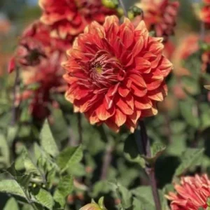 40+ Lowrider Dahlia Seeds Mix - Pollinator Friendly, Heirloom Flower Seeds - Image 2