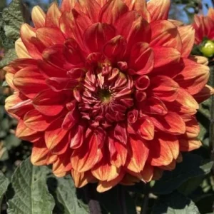 40+ Lowrider Dahlia Seeds Mix - Pollinator Friendly, Heirloom Flower Seeds - Image 3