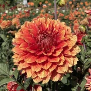 40+ Lowrider Dahlia Seeds Mix - Pollinator Friendly, Heirloom Flower Seeds - Image 4